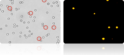 fluorescent viability determination