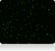x4 nucleated cell counting