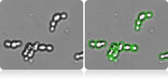 Yeast chain forming cells