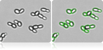 Yeast decluster budding cells