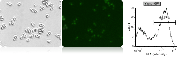 Yeast gfp transfection