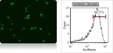 Yeast glycogen acriflavine