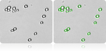 Yeast single cell count