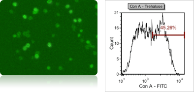 Yeast trehalose a fitc