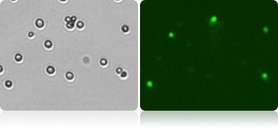 Yeast viability oxonol