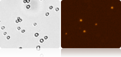 Yeast viability pi