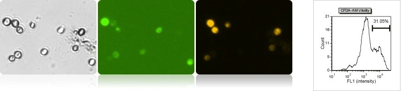 Yeast vitality CFDA AM PI