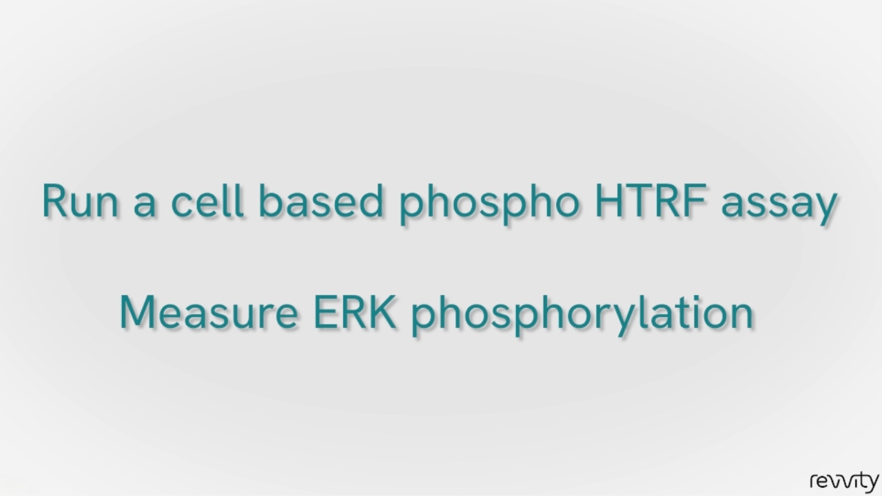 How to run a cell-based phospho HTRF assay